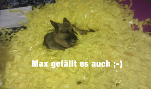 pp-gelb-max