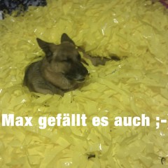 01 pp-gelb-max